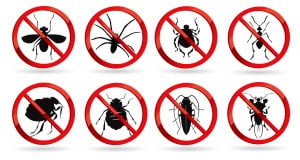 pest control types of bugs insects spiders