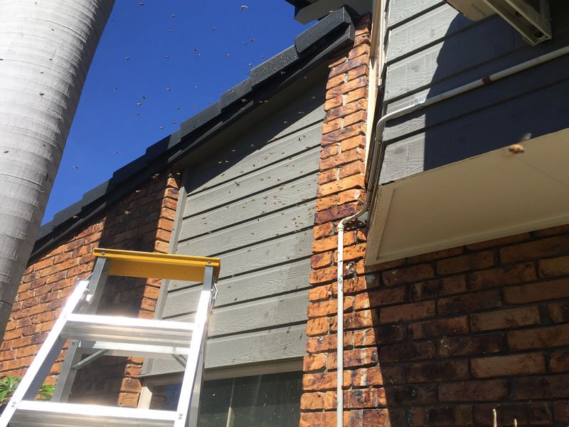 bee removal